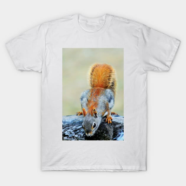 Red squirrel t shirt on sale